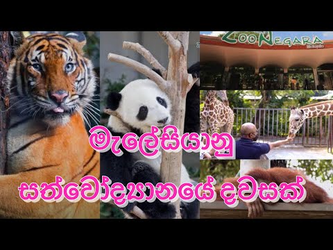Malaysia 🇲🇾 මැලේසියානු සත්වෝද්‍යානයේ දවසක් Kuala Lumpur Zoo Negara National zoo travel guide 2025