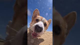 cute baby dog looking for you 💕💕😅#cartoon #cats #dog #usa #ytshorts #shorts