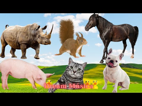 Farm Animal Sounds: Rhino, Horse, Pig, Cat, Dog, Sheep - Animal Sounds