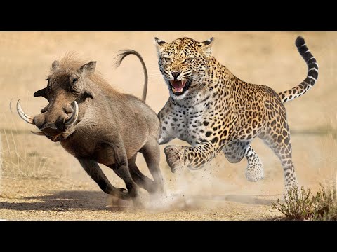 Animals that Kill Warthogs including Lions, Tiger, leopards , Eagle - Harsh life of Wildlife 2021