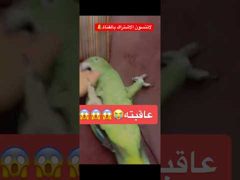 #ببغاء #ببغاء_يتكلم #يوميات #اكسبلور. ببغاء امازوني