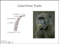 Primate Classification and Characteristics