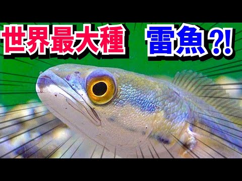 ネットショップで世界最大種の肉食魚を買ってしまった…