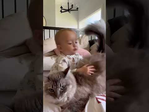 ☺️☺️❤️❤️ #foryou #funnyvideo #cat #funny #cat #cute #cats