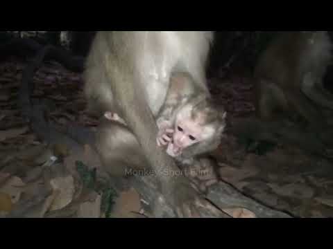 Oh! This darling newborn monkey is consuming delicious milk because it is hungry.