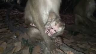 Oh! This darling newborn monkey is consuming delicious milk because it is hungry.