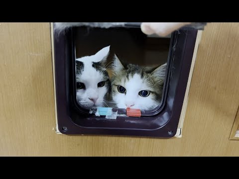 リビングを出ると威嚇するひのき猫の様子と表情 サムネイル