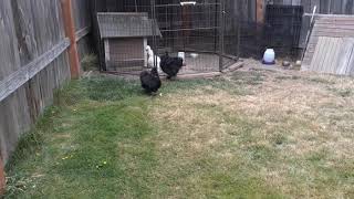 Silkie Rooster Being a Bully
