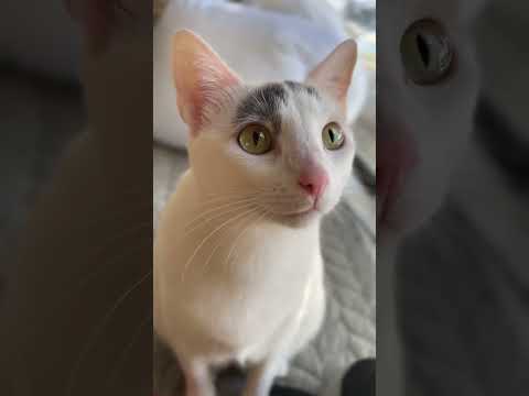 Crisis-mode #cats #catshorts #funnyanimals #indooroutdoorkat