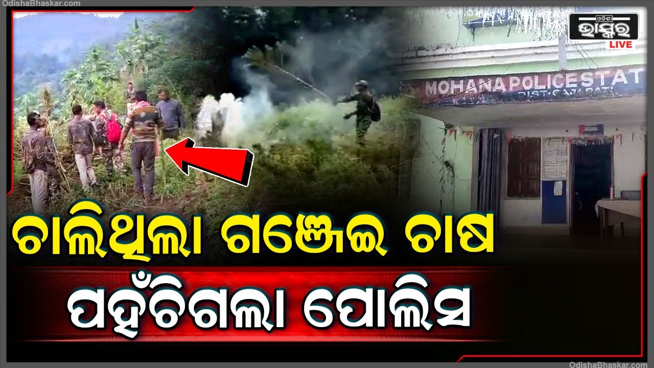 ଘଞ୍ଚ ଜଙ୍ଗଲରେ ଚାଲିଥିଲା ଗଂଜେଇ ଚାଷ... ୪୨ ଏକର ଜମିରେ ଚାଷ ହୋଇଥିବା ଗଂଜେଇ ଗଛକୁ ଉପାଡି ଫିଙ୍ଗିଲା ପୋଲିସ