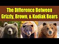 Grizzly Bear Facts and Trivia