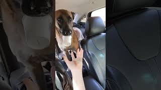 get your dish Belgian Malinois Training