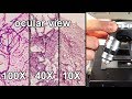 Microscope Focusing Techniques and Procedures