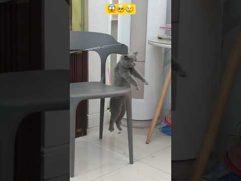 OMG! That's so shocking? || Poor cat?