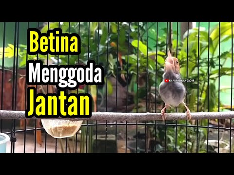 PRENJAK BETINA Gacor Istimewa Suara Jernih Menggoda PRENJAK JANTAN Cocok Buat Masteran.