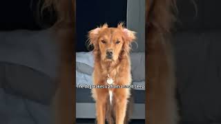Golden Retriever Core 🐶🤣#goldenretriever #foryou #funnydog #dog #fyp