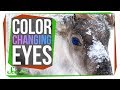 Reindeer Eye Adaptations and Functions