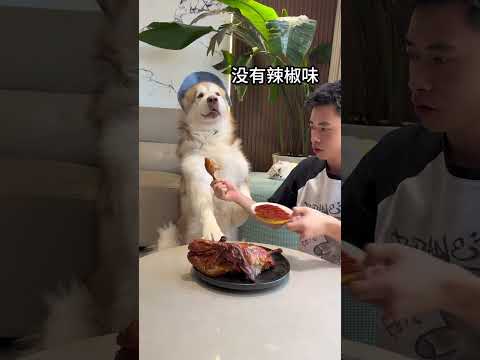 How picky are dogs eating roast duck? Dogs cute 🍭 P6