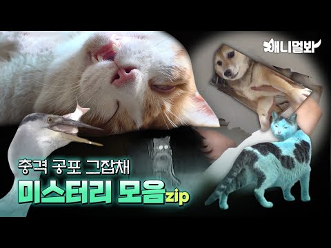 충격과 공포(대반전?) 레전드 미스터리 모음ㅣSHOCKING TRUTH Mystery Compilation