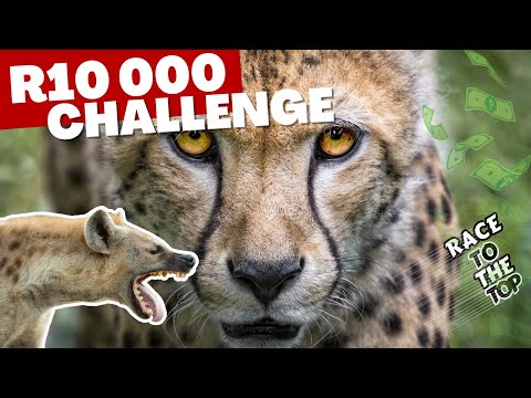 R10,000 Wildlife Challenge! First Team to Reach The Top of The Mountain!