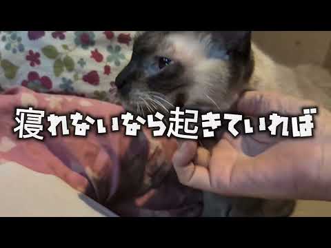 猫の動画サムネイル - 睡眠#ひろゆき#柳沢教授#昼寝#sleep