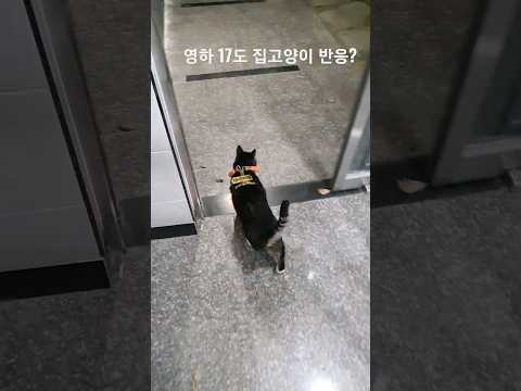 영하17도 집 나간 고양이 반응은?/17 degrees below zero, cat's reaction to leaving the house.