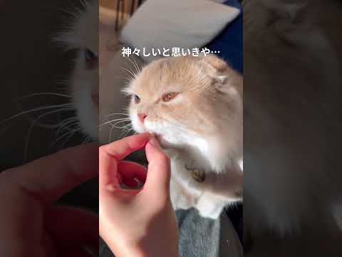 食べてる顔が可愛すぎた🤣#猫 #cat #スコティッシュ