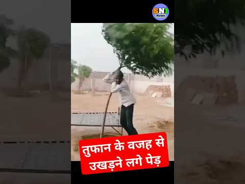 तेज तुफान बारिश से उखड़ने लगे पेड़#Tufani_barish#heavyrain#rainfall#shorts#pani_pani