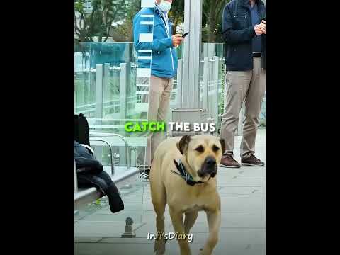 This Dog Travels Alone Every Day 🐕❤️ #shorts