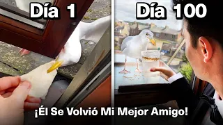 Alimentando A Mi Mascota Gaviota Por 100 Días Para Ganarme Su Confianza!