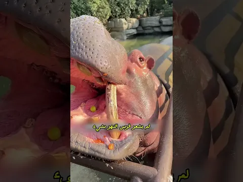 هذا الفرس حزين لأن مالكه أعطاه قطعة عنب صغيرة فقط😥 #shorts