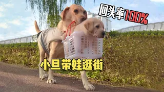 狗狗叼崽逛街，慘遭一群路人圍觀，老大爺都被「萌翻了」！