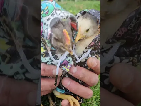 New Génération  Chick