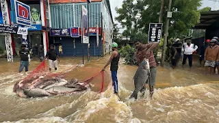 World’s First Fishing on a Flooded City’s Main Road!😱 Catching Giant Fish Amid Traffic After Cyclone