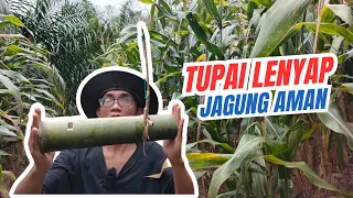 Cara Membuat Perangkap Tupai dari Bambu
