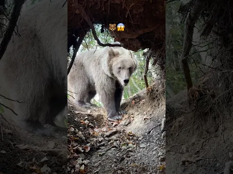 NAPAO ME MEDVED U ŠUMI.. 🐻😱
