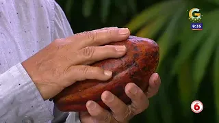 Plantas que permiten rejuvenecer por dentro y por fuera