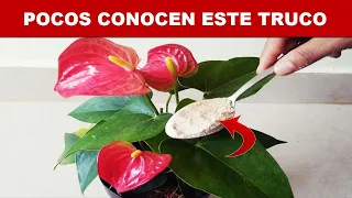 Echale 1 cucharada de esto a tus planta y florecerán como locas