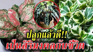 เสริมดวงรวย ปลูกแล้วเฮง!!! 9 ต้นไม้มงคล นำโชคลาภ เสริมความเป็นสิริมงคล ค้าขายร่ำรวย ปลูกติดบ้านไว้