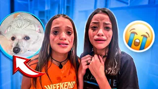 ROUBARAM NOSSA CACHORRINHA NO PETSHOP - MICHELLE MAIA