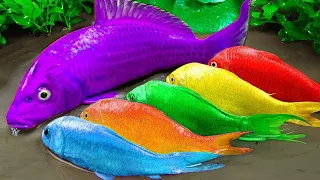 Koi Fish With Power Unleashed in an Epic Showdown | Stop Motion ASMR