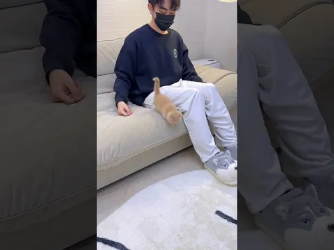 【獨生子的日常】让猫咪陷入无限循环#小奶猫 #铲屎官的乐趣