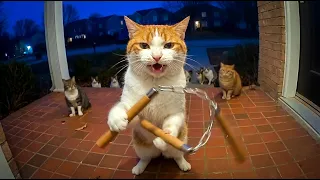 cats mayhem