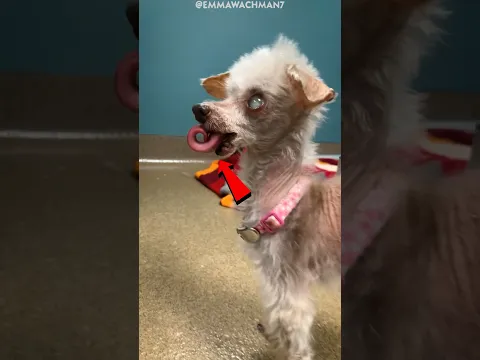 Something Was Wrong With This Dog