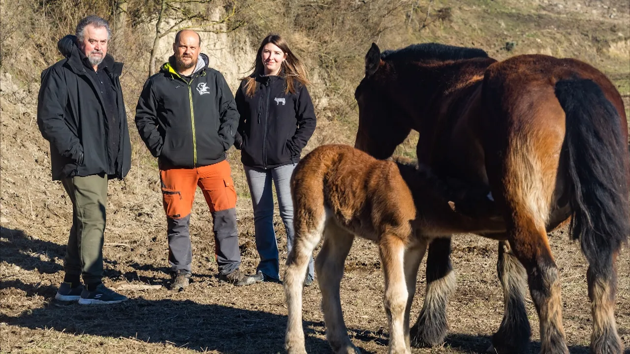 Neix a Osona la primera associació de criadors de cavall pirinenc que no són a alta muntanya