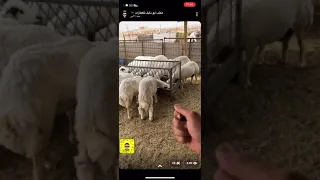 بالمختصر إعادة شرح التغذيه لمختلف المراحلة وأدوية التجهيز والفيتامينات لتحقيق اقصر دورة انتاجية