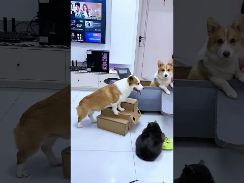 Lets Go To Fly In the Sky 🐕😺✈️#shortsfeed #shortsvideo #shortvideo