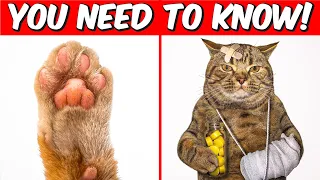 Little known FACTS about CATS that will BLOW your mind!