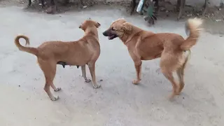 Cute Village Dogs Playing Together | Champi Dog Funny & Cute Moments