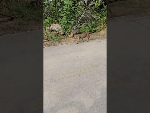 Que bonito es la madre naturaleza 🥰🇸🇻 #elsalvadoresbello #viralvideo